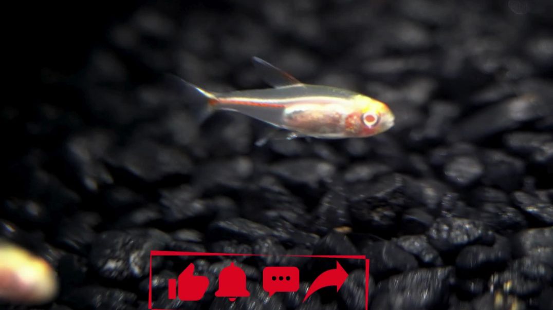 5 حيوانات غريبة لن تصدق أنها موجودة على كوكبنا! أغرب المخلوقات حول العالم